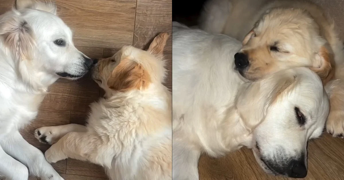 Featured image for Golden Retriever's Heartwarming Friendship Wish Comes True