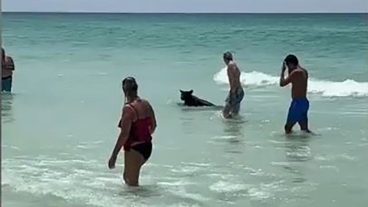Black bears spotted at Florida beaches raise safety concerns.