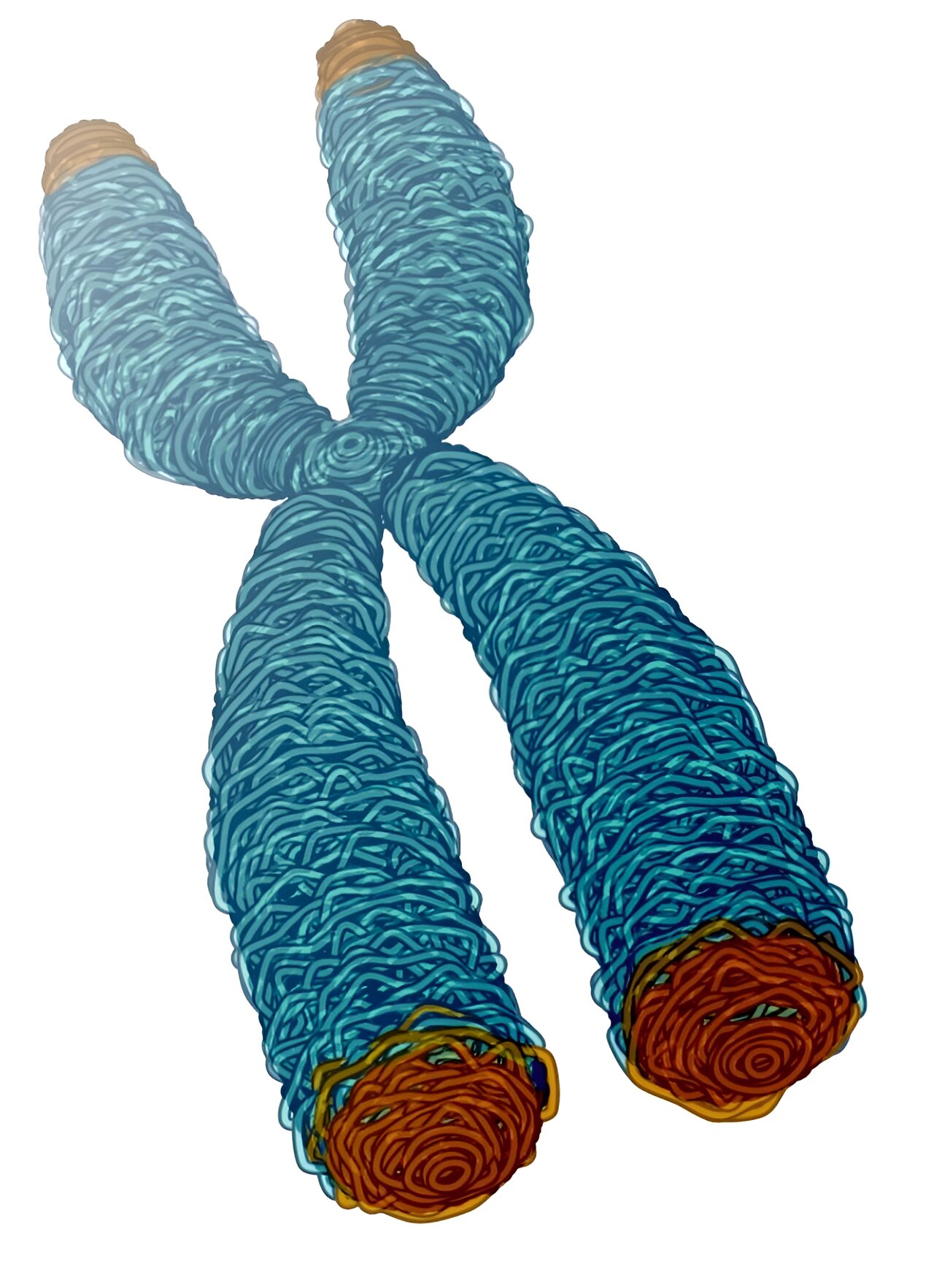 Featured image for "Identifying Chromosome End Targets for Degenerative Disease Prevention"