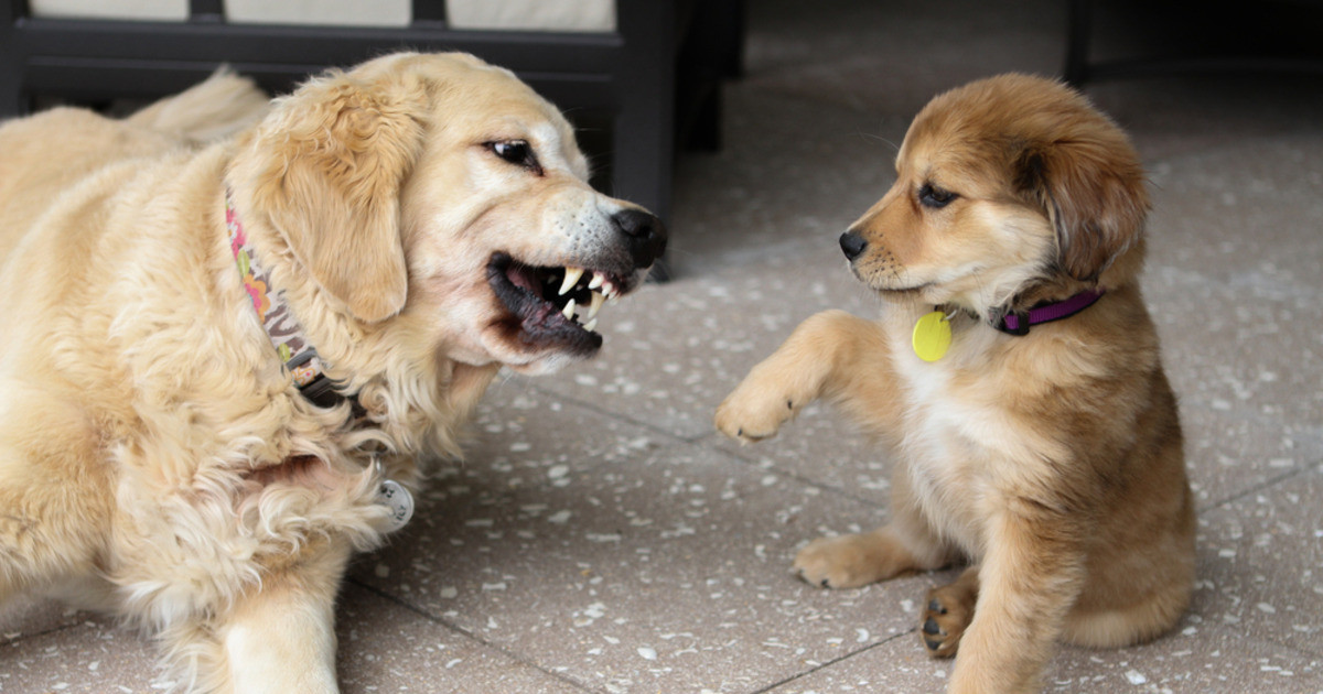 Featured image for Golden Retriever Puppy’s Cute Rage Over Cuddle Fail