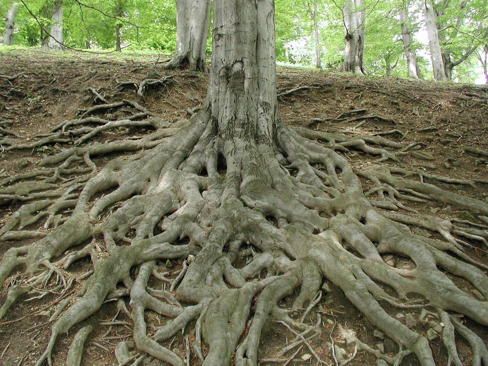 Featured image for Deep Roots in Plants Reveal New Soil Carbon Storage Insights