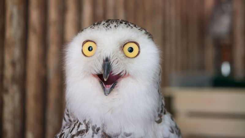 Featured image for "Superb Owl 2024: The Internet's Flood of Owl Photos Before the Super Bowl Explained"