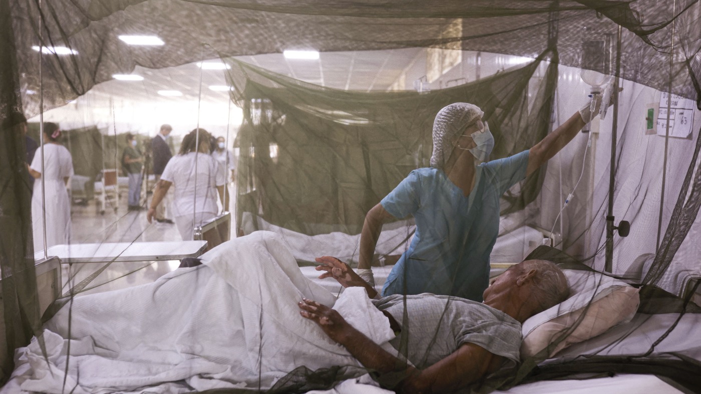 Featured image for Climate Change Drives Global Surge in Dengue Fever Cases