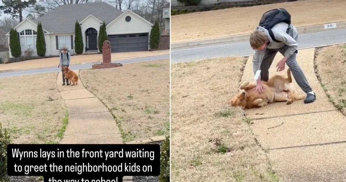 Morning Buddy: Golden Retriever Transforms Front Yard into Welcome Wagon for School Kids