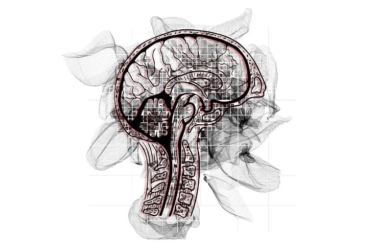 Parietal Cortex Regulates Memory Gene Activity.
