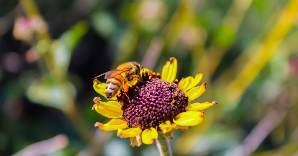 Featured image for "Winning Words: Spelling Bee Answers - February 11, 2024"