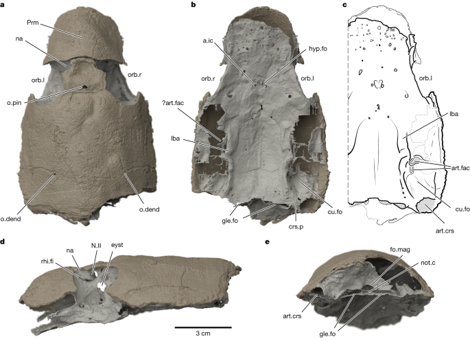 Featured image for "Unearthing the Origins: Fossil Evidence Points to Pharyngeal Source of Vertebrate Pectoral Girdle"