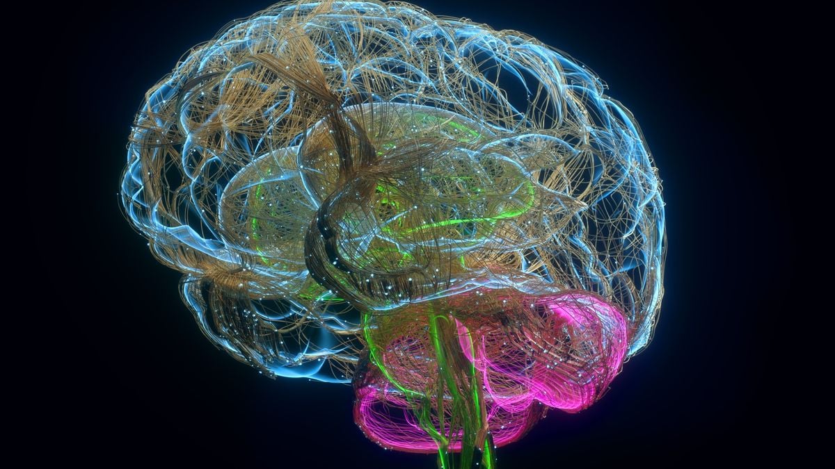 Featured image for Gut Microbes: The Secret to Human Brain Evolution