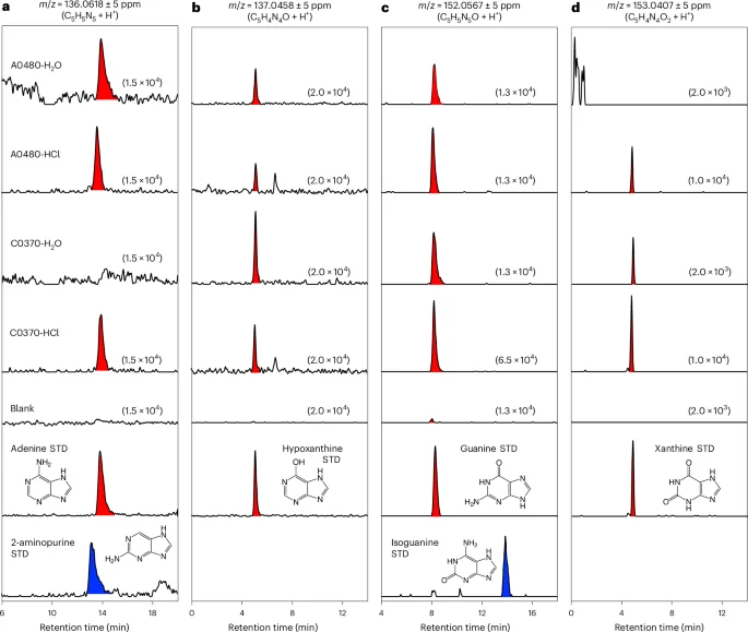 Ryugu Samples Show All Five Canonical Nucleobases, Pointing to Common Prebiotic Chemistry in the Solar System