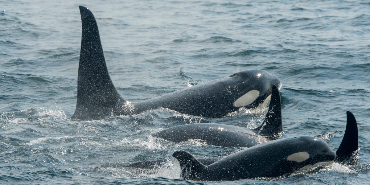 Featured image for Orcas' Increasingly Efficient Boat Attacks