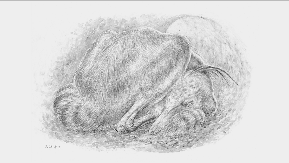Ancient Dinosaur Species Slept Like Modern Birds for Millennia