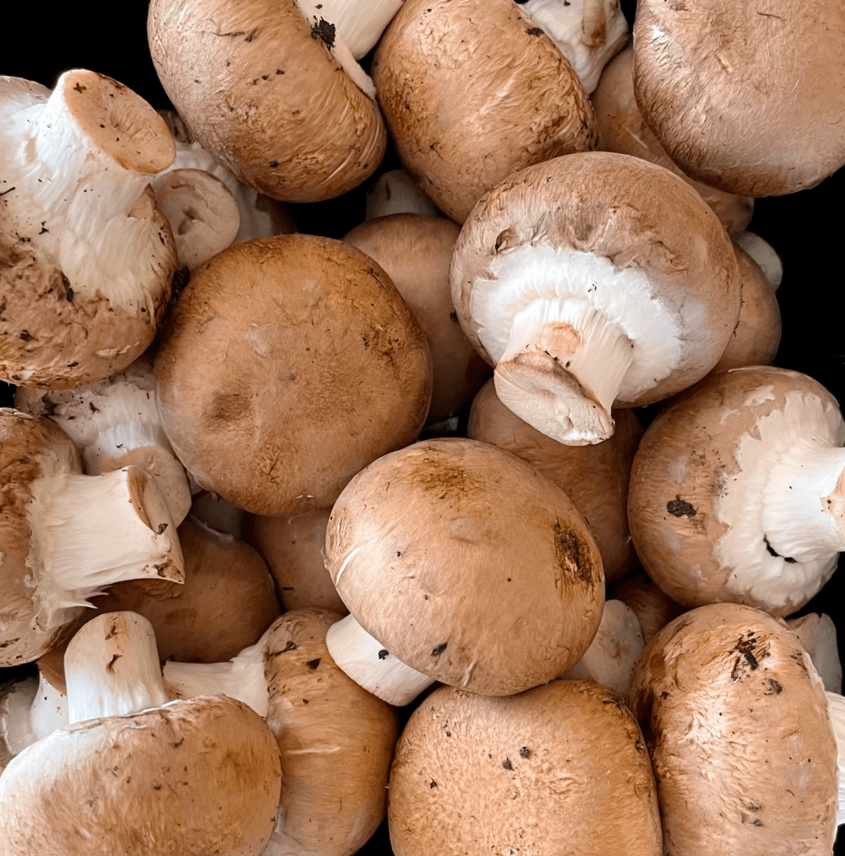 "The Mushroom Lifecycle: Unveiling the Secrets of Button, Cremini, and Portobello Varieties"