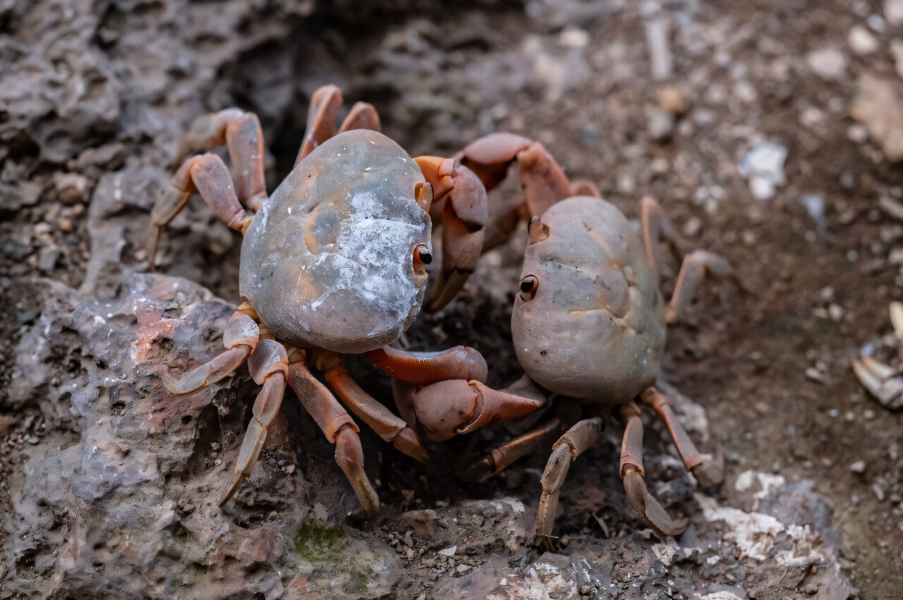 Featured image for Ancient Fish Armor: The Origins of Human Teeth