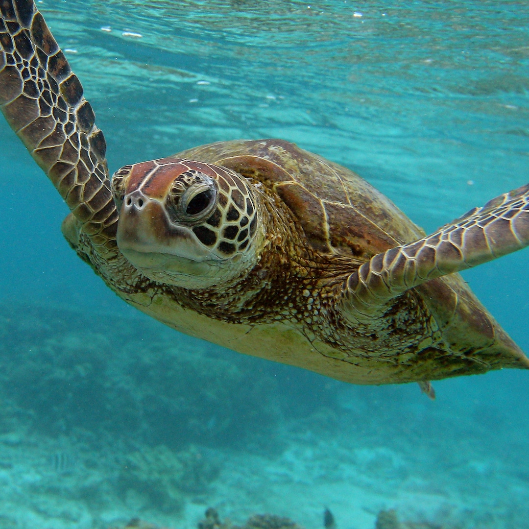 Featured image for Tragedy in Zanzibar: 9 Dead After Consuming Sea Turtle Meat