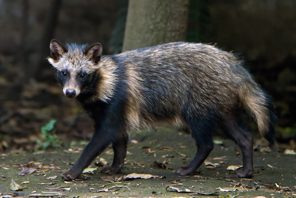 Featured image for Raccoon Dogs at Wuhan Market Linked to COVID-19 Pandemic Origins