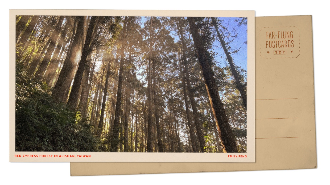 Alishan, Taiwan: Timeless Beauty of Red Cypress Forests
