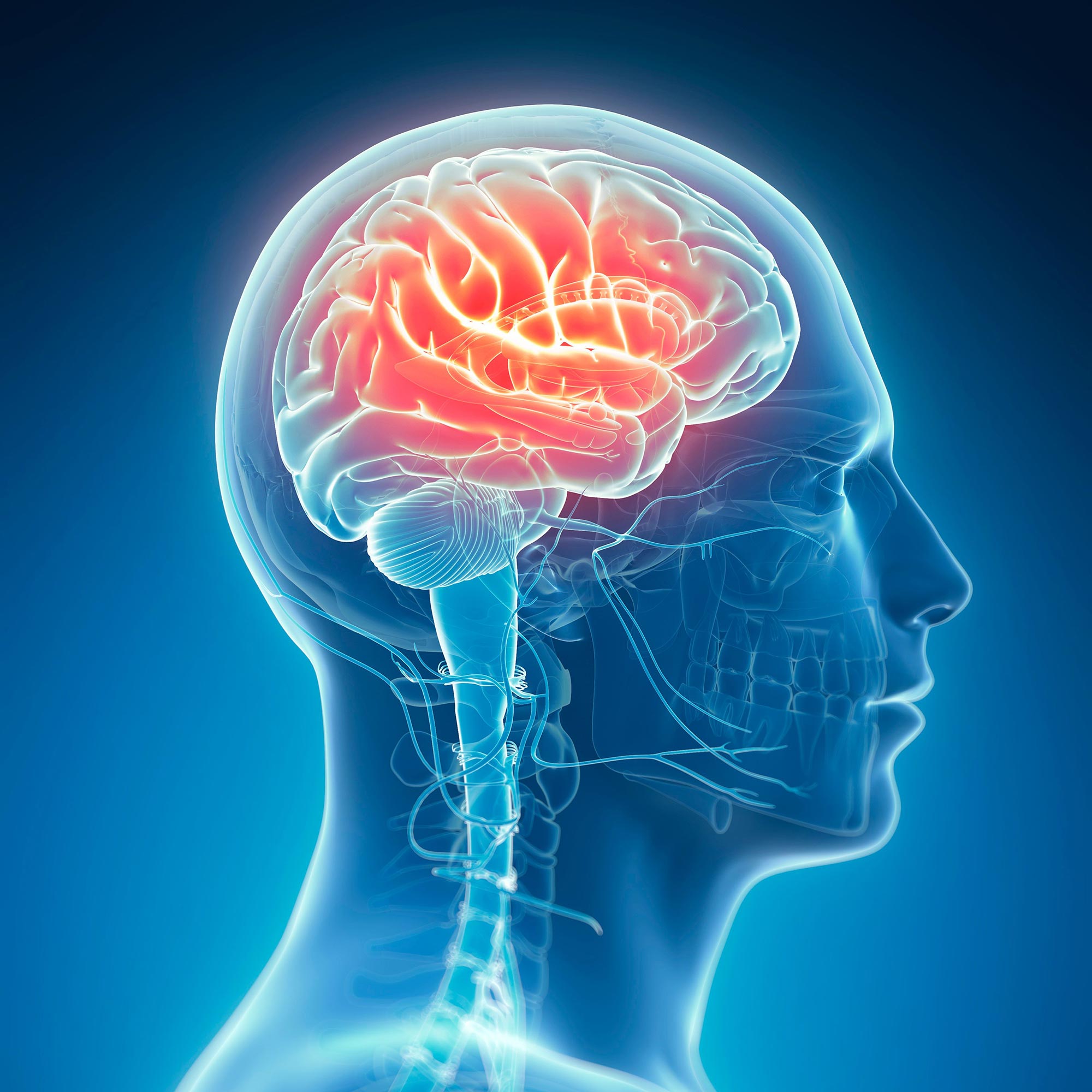 Featured image for Ancient Lead Exposure May Have Shaped Human Brain Evolution