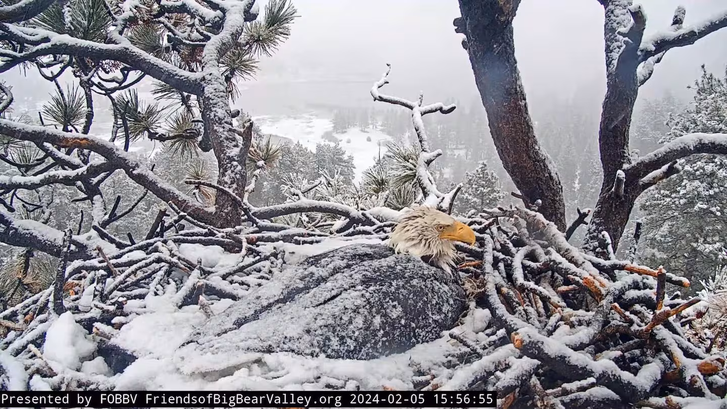 Featured image for "Bald Eagles Brave California Storm to Protect Eggs, Win Fans' Support"