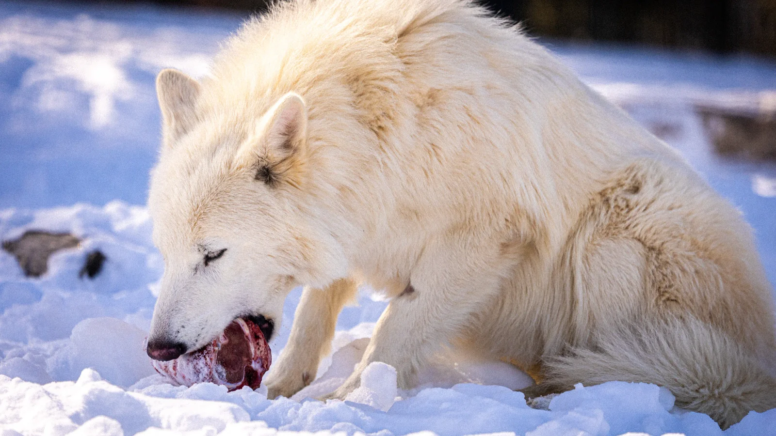 Dire Wolves Grow Up at Colossal Biosciences, Snacking on Deer Marks Maturation
