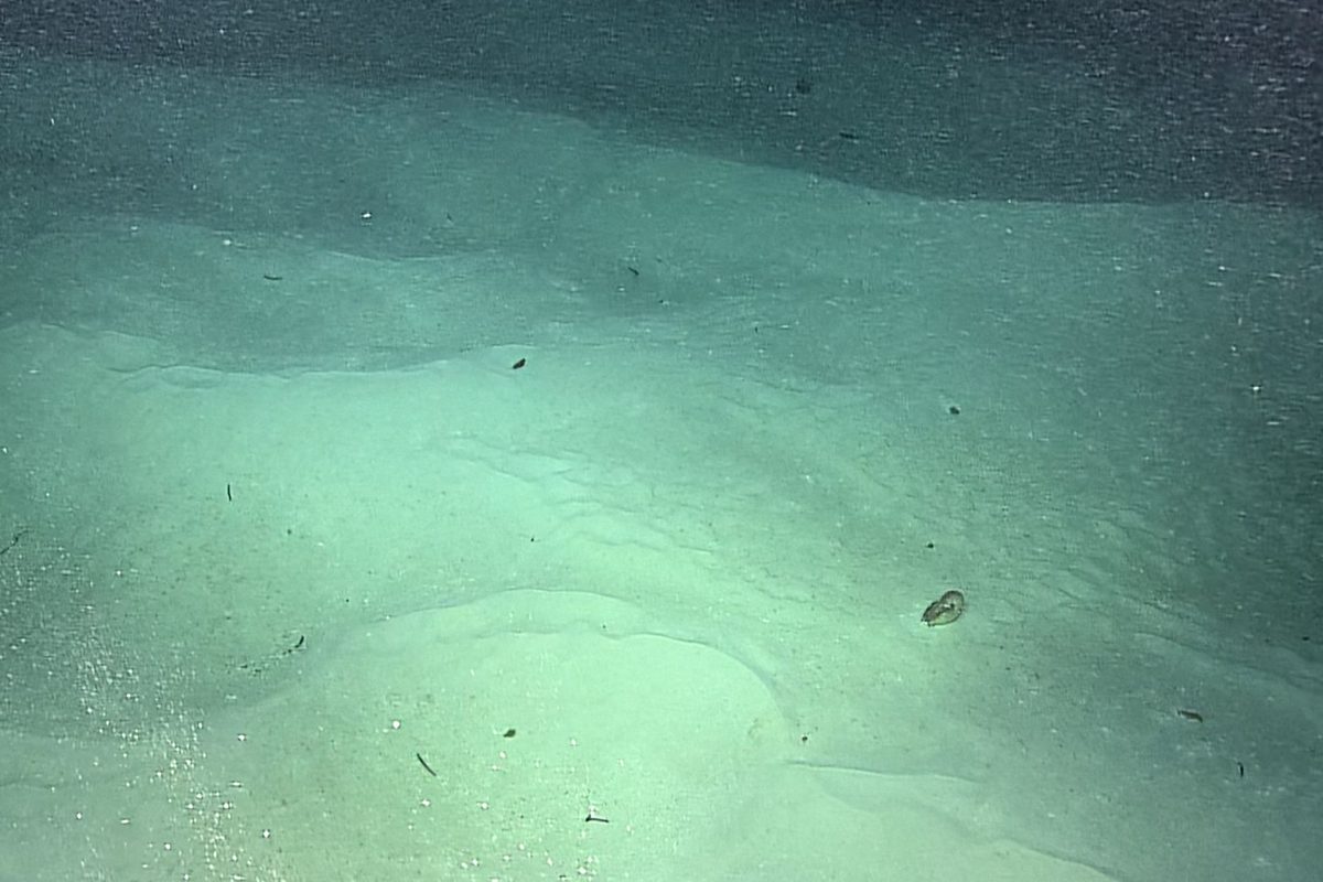 Featured image for Ancient Sea Creature Found After 15-Year Deep-Sea Expedition