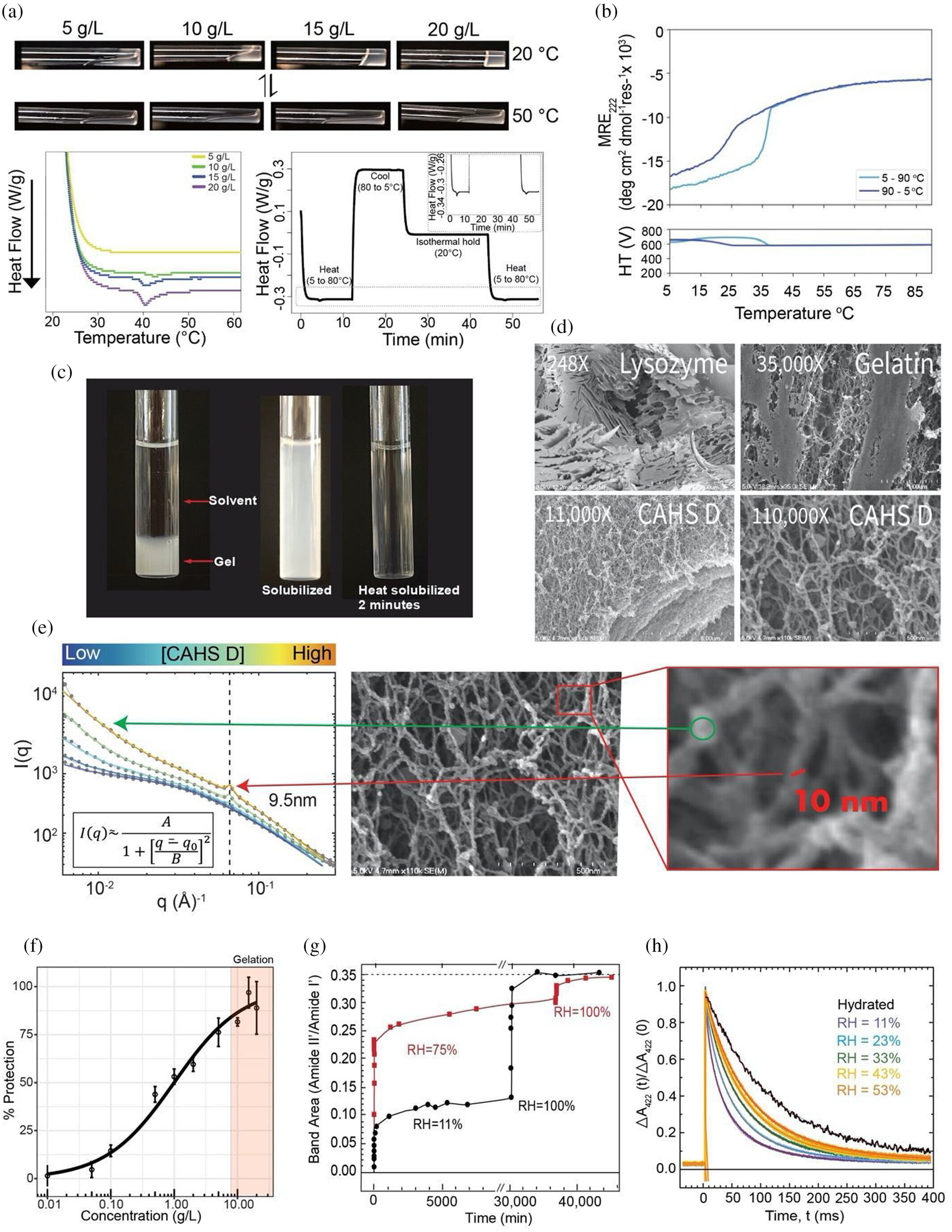 Featured image for "Introducing Tardigrade Proteins Slows Human Cell Metabolism, Researchers Find"