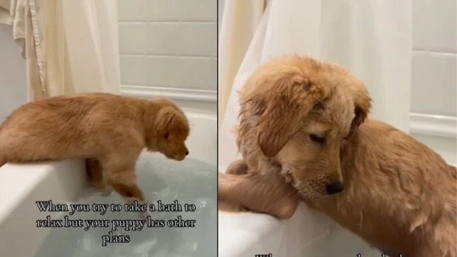 Bath-Time Beagle? Golden Retriever Puppy Invades the tub in Style