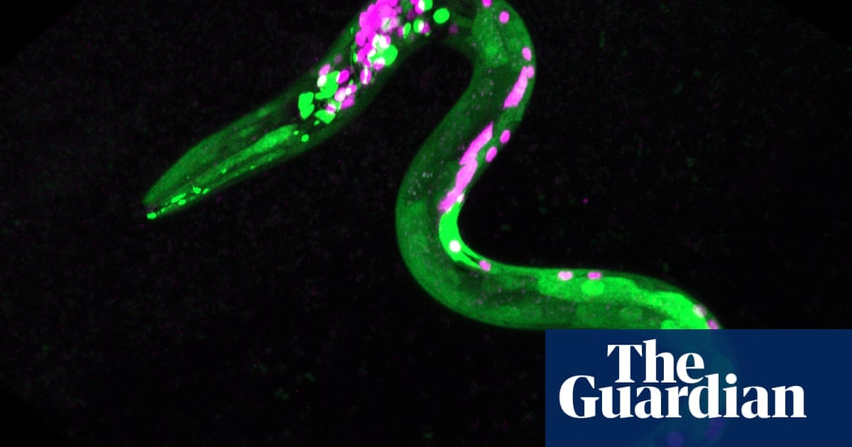Featured image for Worms develop munchies after consuming cannabis, study finds.