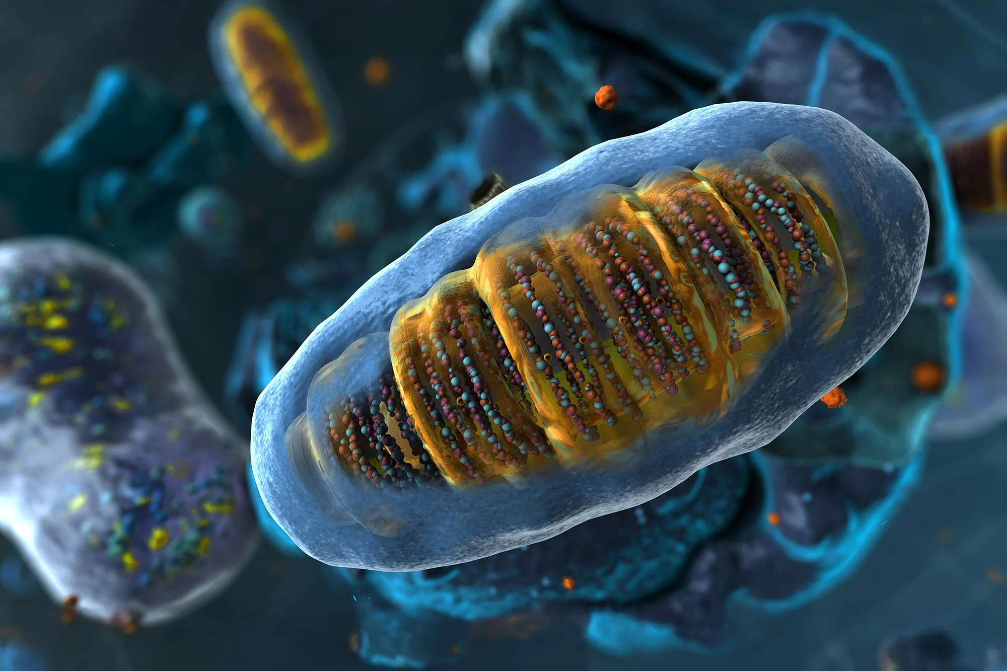 Featured image for Essential Nutrient Boosts Cellular Energy