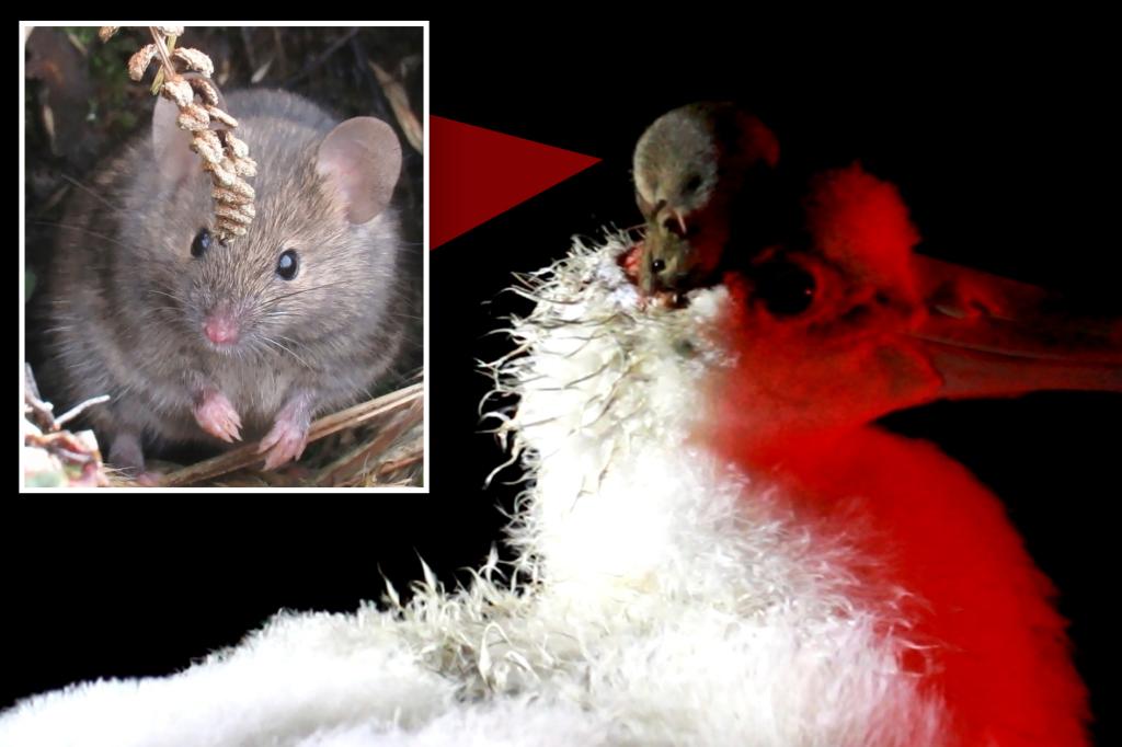 "Island Mouse Extermination: Seabirds at Risk"
