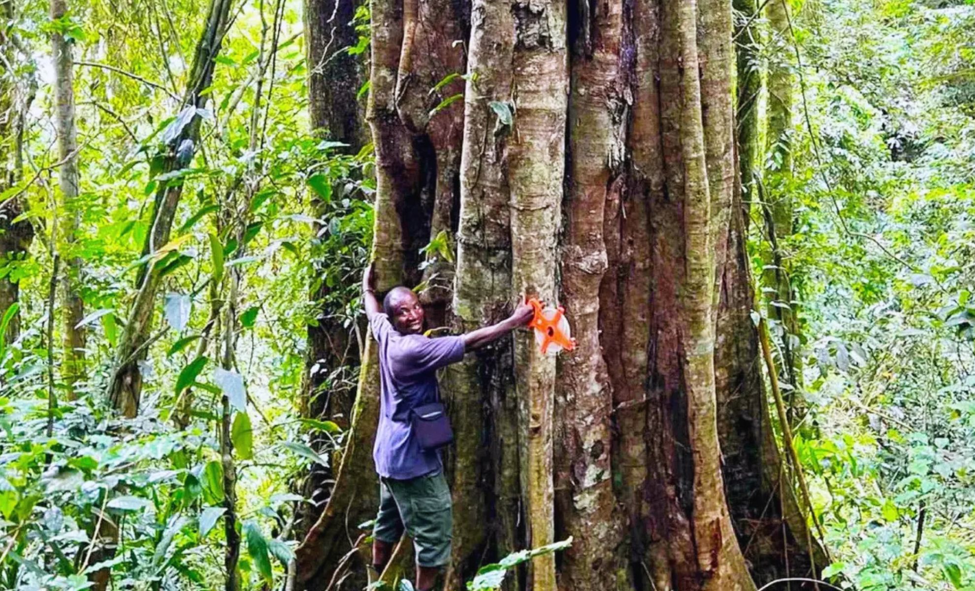 Featured image for Scientists Discover 3,000-Year-Old Giant Trees and New Species in Tanzania