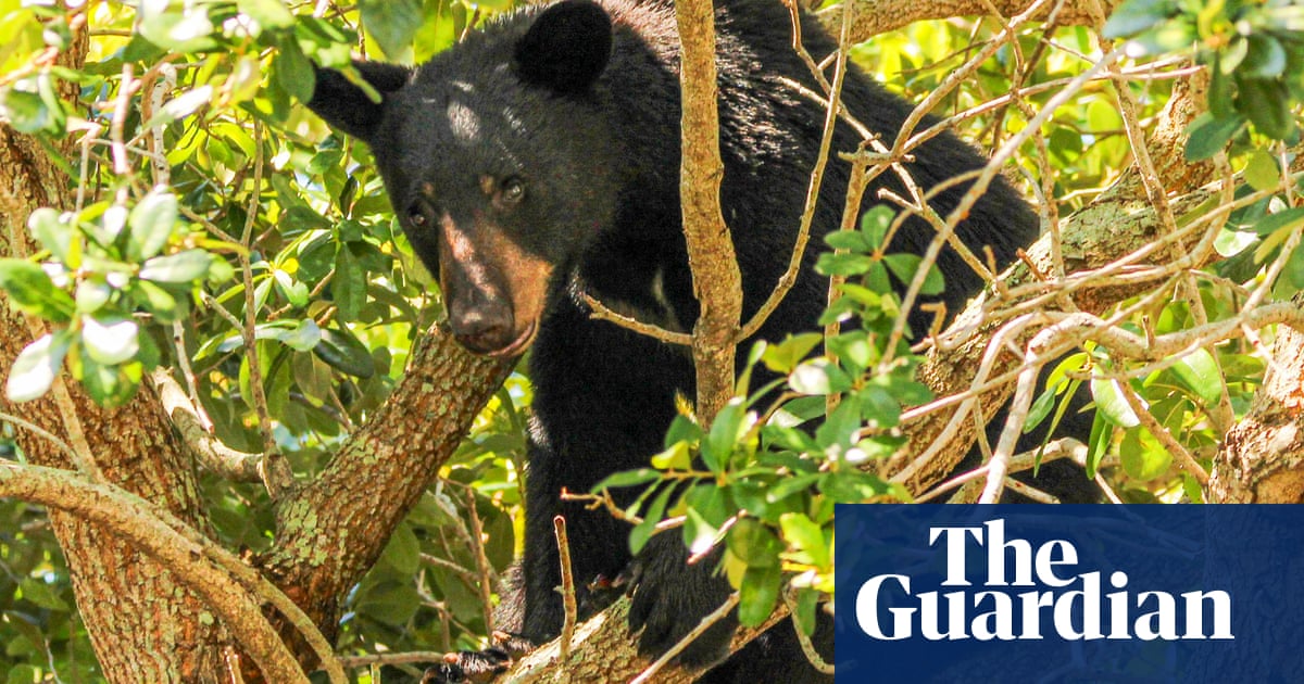 Featured image for Arizona Teen Survives Bear Attack in Mountain Cabin