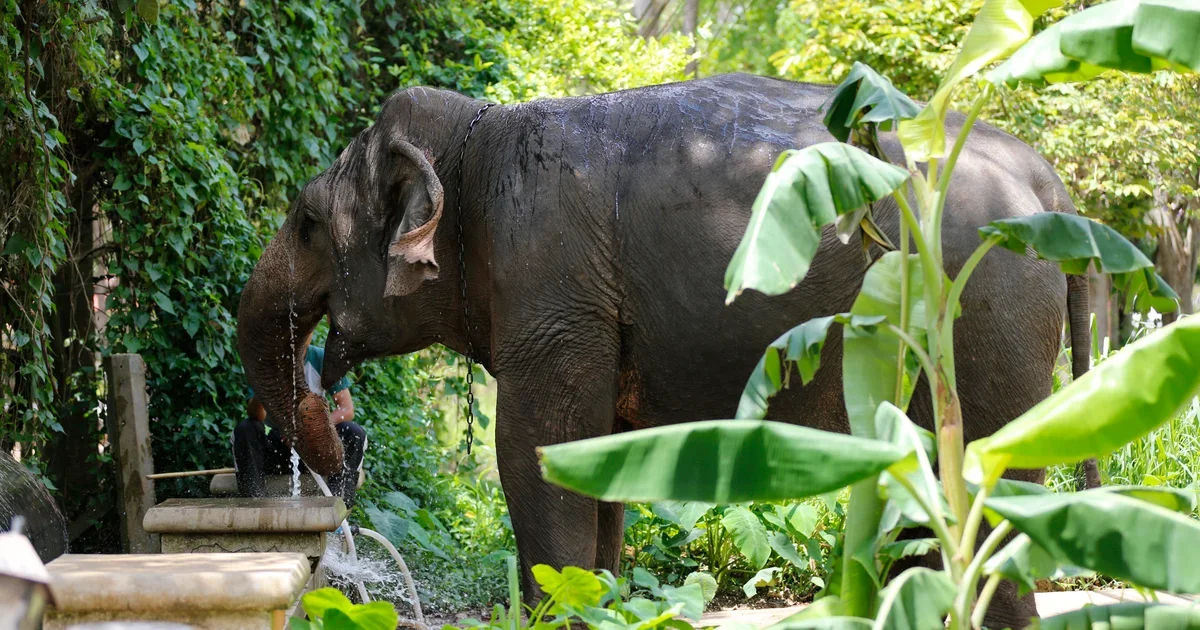 Thailand Park Tragedy: Third Fatality Linked to a Wild Elephant