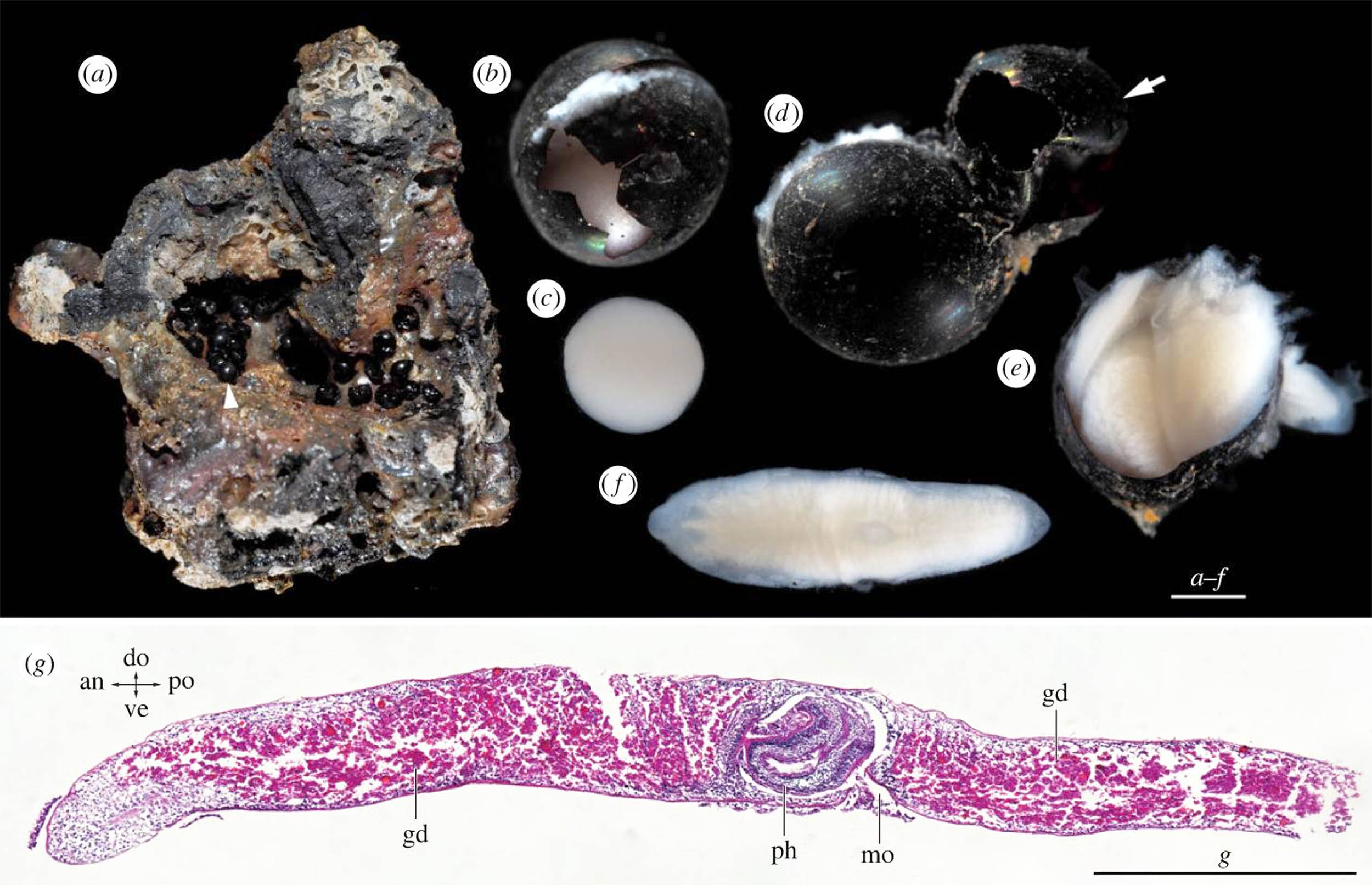 Featured image for Mystery Surrounds Black Eggs Discovered at 20,000 Feet Depth