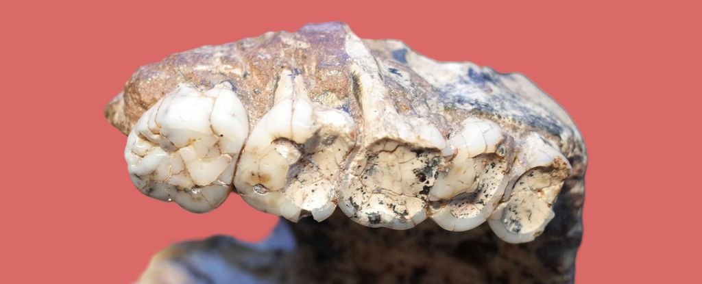 Featured image for Ancient Tooth Holes May Not Indicate Disease