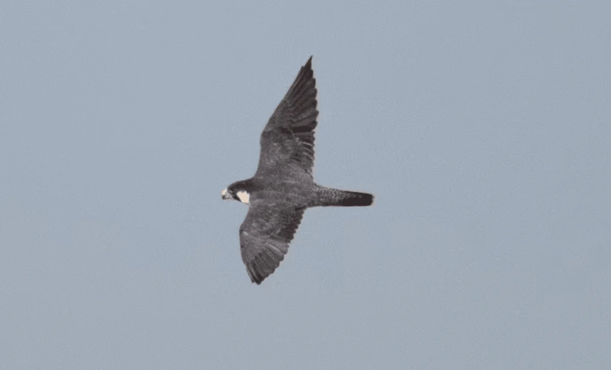Rare Inland Sighting of Siberian Peregrine Falcon Stuns Australian Birdwatchers