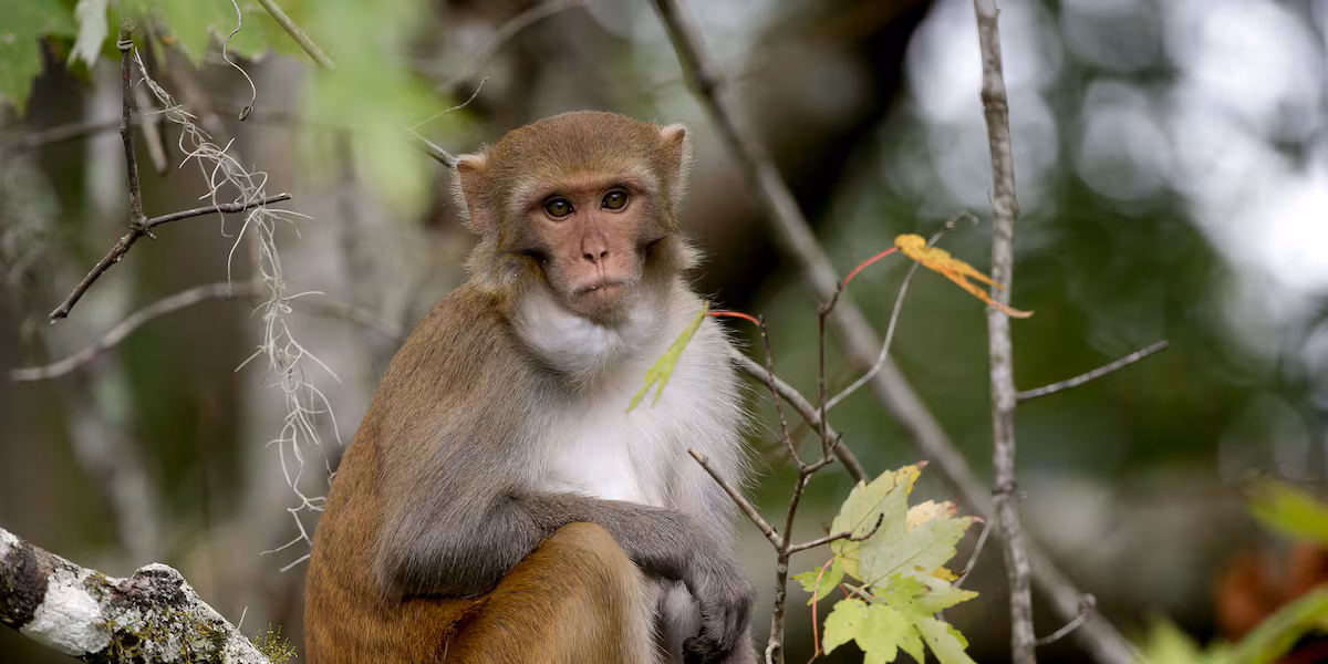Featured image for Multiple Monkeys Killed After Truck Crash in Mississippi