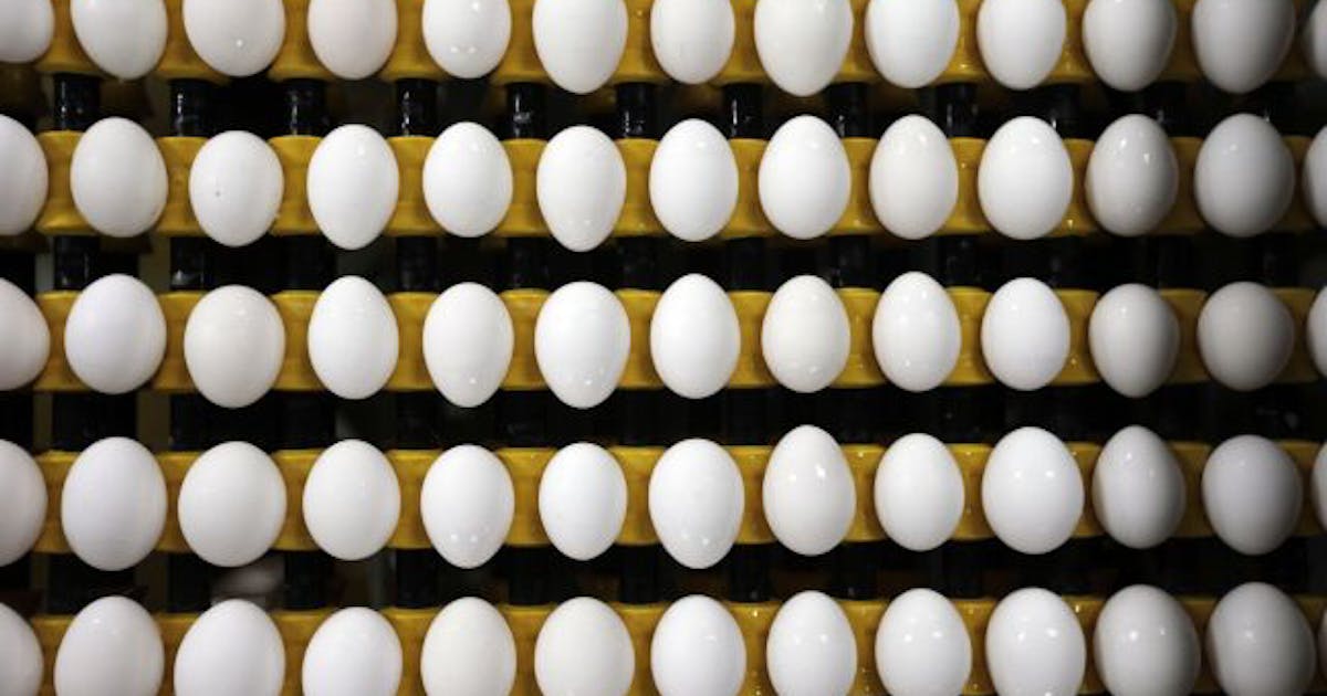 Featured image for Massive Bird Flu Outbreak Forces Culling of 1 Million Chickens at Minnesota Egg Farm