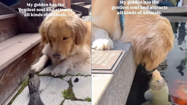 Charming Dog Draws Diverse Animals in Compilation
