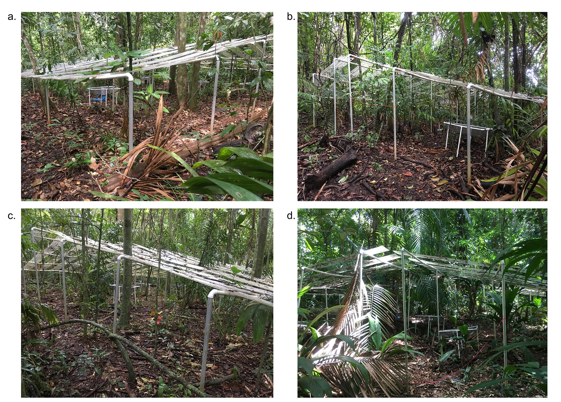 Featured image for The Fate of Carbon Stores in Drying Rainforests: Scientists Investigate.