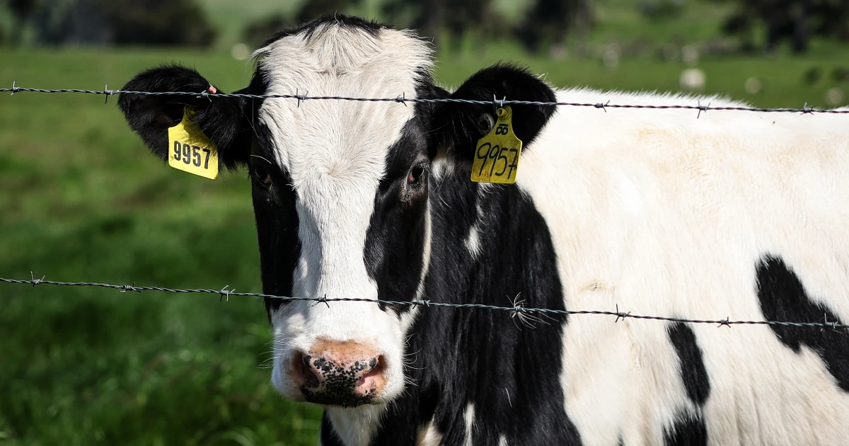 Featured image for USDA Mandates Nationwide Bird Flu Testing in Milk Supply