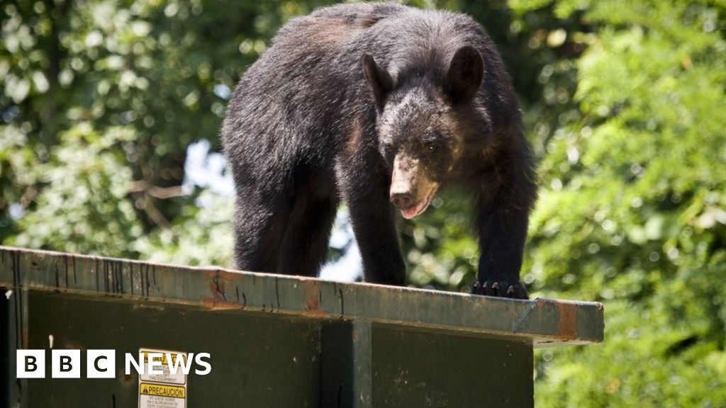 Featured image for Black bear caught on camera in West Virginia school dumpster.