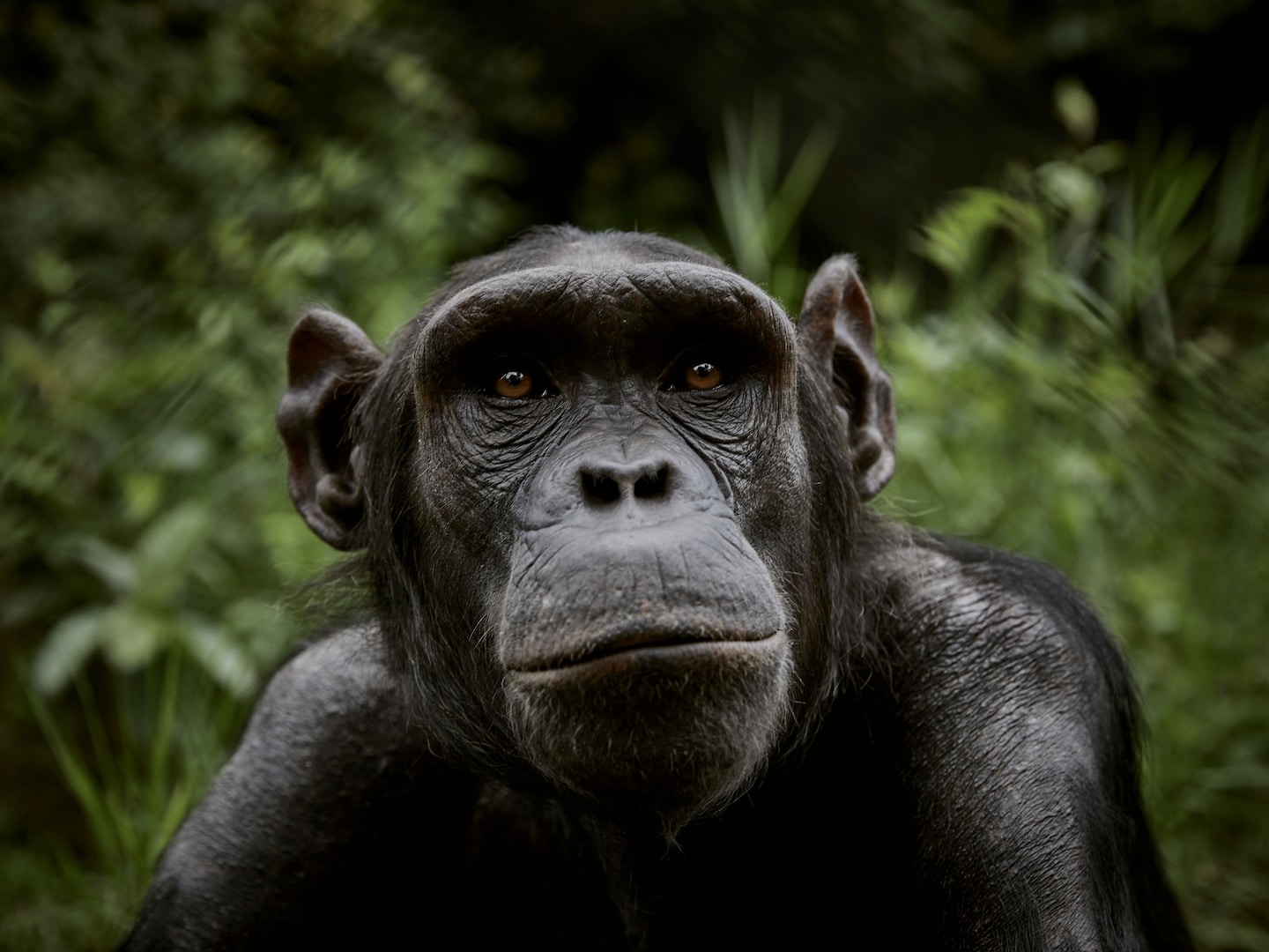 Featured image for Chimpanzees Self-Medicate with Medicinal Plants
