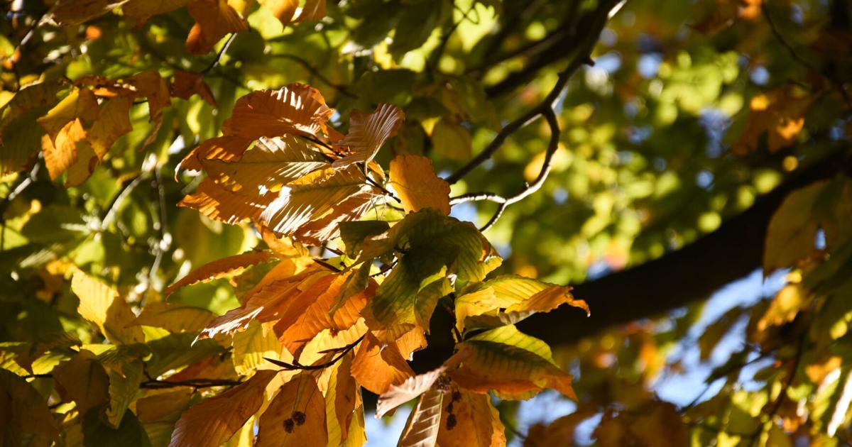 Featured image for Thanksgiving Week Weather: Snow, Rain, and Strong Winds to Impact Holiday Travel