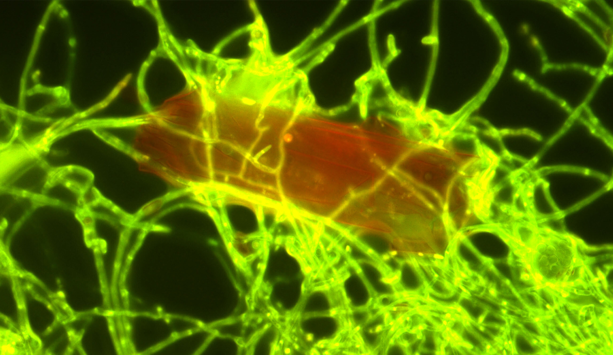 Featured image for "Plastic-Eating Fungus Discovered in Pacific Ocean"