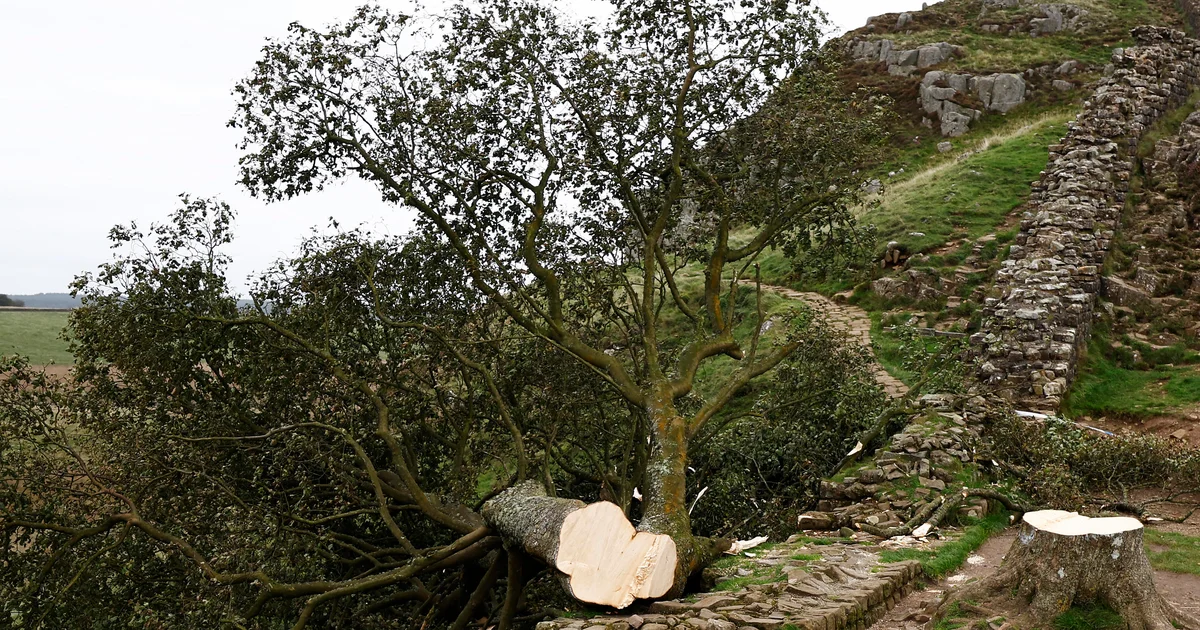 Featured image for Men sentenced to over four years for vandalizing Sycamore Gap tree