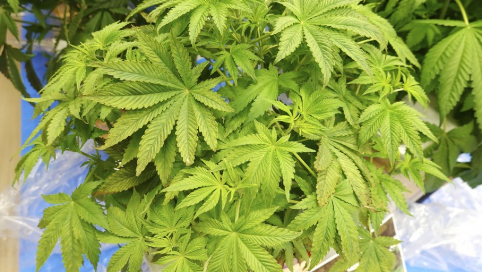 Featured image for Japan Enforces Strict Cannabis Ban with New Legal Reforms