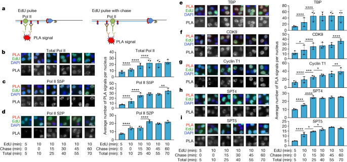 Featured image for "Unveiling the Dynamic Relationship Between RNA Polymerase II and Active Genes in DNA Replication"
