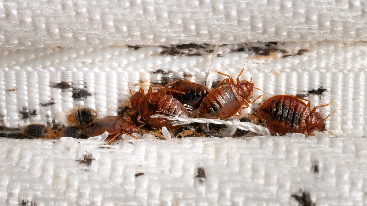 Africa on High Alert: Algeria and Morocco Take Action to Prevent Spread of Paris Bedbugs