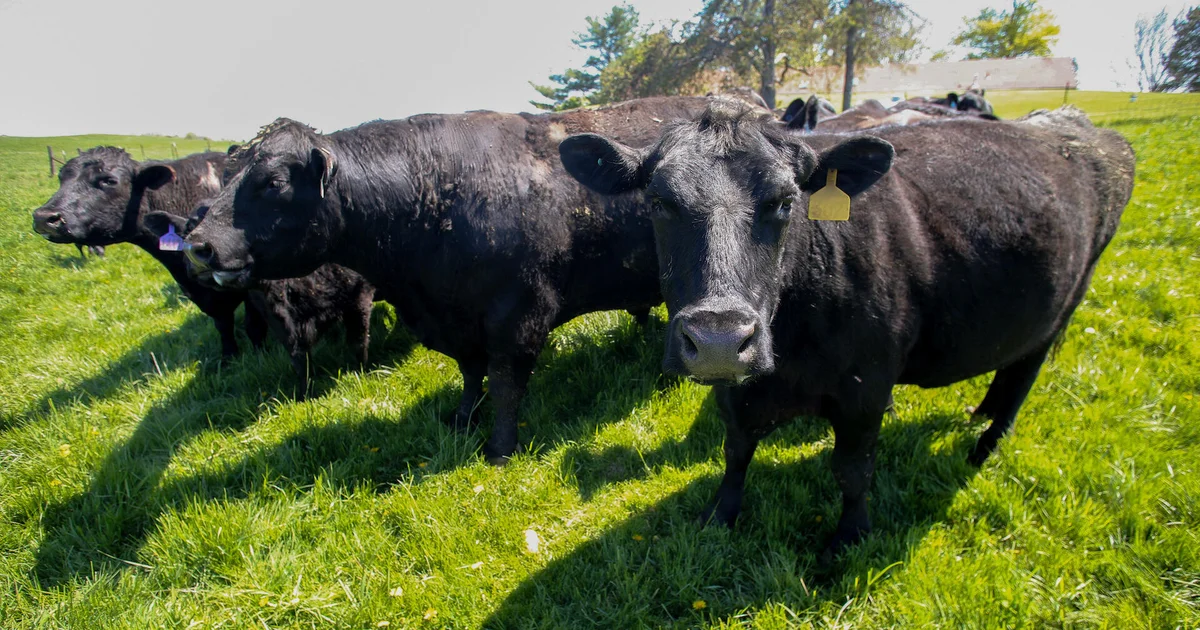Featured image for Iowa Farmers Struggle Amid Trump Policies and Shifting Trade