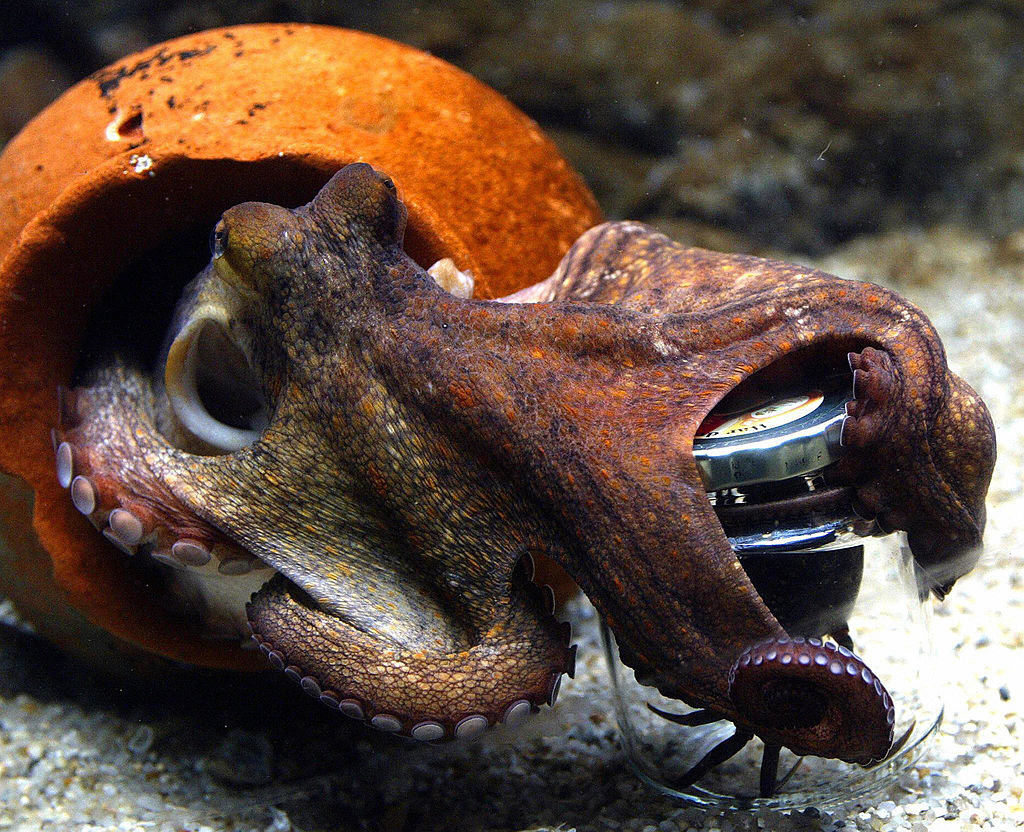 "The Octopus: A Model for Understanding Sentient AI Concerns"